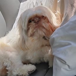 Shih Tzus from Pure Hearts
