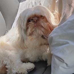 Shih Tzus from Pure Hearts