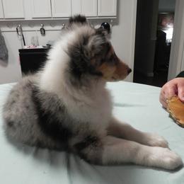 Collie Puppies from Collies Noble Majestic Angels