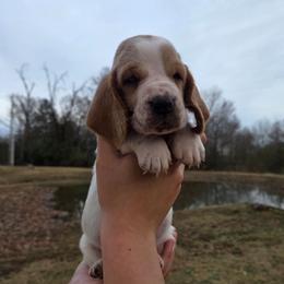 Thor 2700.00 - Red and white male Basset Hound puppy in Denison, Texas from Emma Lou's Baby Bassets