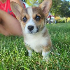 Fern - Sable female Pembroke Welsh Corgi puppy in Sidney, Ohio from Cozy Corgi Ranch