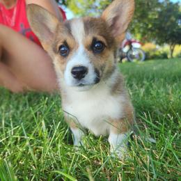 Fern - Sable female Pembroke Welsh Corgi puppy in Sidney, Ohio from Cozy Corgi Ranch