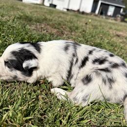 Supernova - Blue merle male Border Collie puppy in Farmersville, Texas from Sheps Farm Border Collies