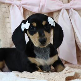 Little Jean - Black and cream female Dachshund puppy in Wakarusa, Indiana from PuppyLove Dachshunds