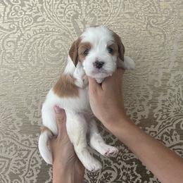 Purple girl - Blenheim female Cavapoo puppy in Palo Cedro, California from Goosehill Doodles
