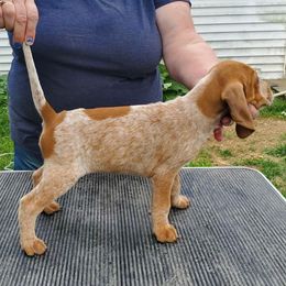 American English Coonhound Puppies from Passchendaele English Coonhounds