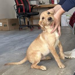 Leinie - Yellow male Labrador Retriever puppy in Sparta, Wisconsin from Valley Creek Dog Boarding and Training