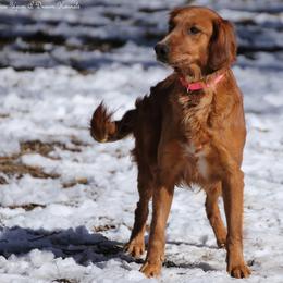 Mia, OU Dreams This Could Be Love - Dark golden female Golden Retriever puppy in Idaho Falls, Idaho from Once Upon A Dream Kennels