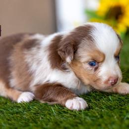 Hudson - Red merle male Australian Shepherd puppy in Granbury, Texas from Texas Miniature Aussies