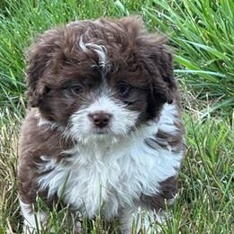 Frost - Red male Aussiedoodle puppy in Arrington, Tennessee from Tumblin T Aussies and Aussiedoodles