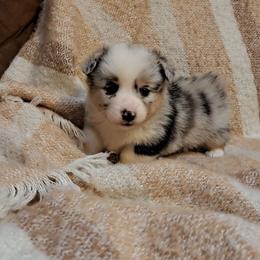 Boy 2 - Blue male Pembroke Welsh Corgi puppy in Kansas from Lindsey Martin