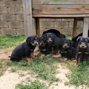 Beauceron Puppies from Rayon de Soleil Beaucerons