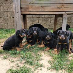 Beauceron Puppies from Rayon de Soleil Beaucerons