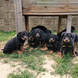 Beauceron Puppies from Rayon de Soleil Beaucerons