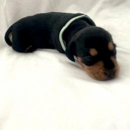 Light blue - Black and tan male Dachshund puppy in Silver Springs, Florida from DeMarsh's Dachshunds