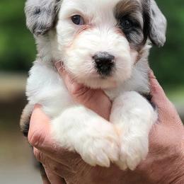 Camaro - Blue merle male Aussiedoodle puppy in Boonville, North Carolina from Branch Creek kennels