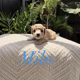 Cavapoo Puppies from Loyal Paws 4 Life