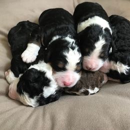Bernedoodles from Homestead Bernedoodles