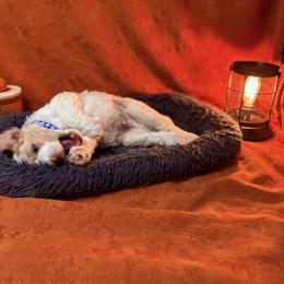 Goldendoodle Puppies from Unike Puppies