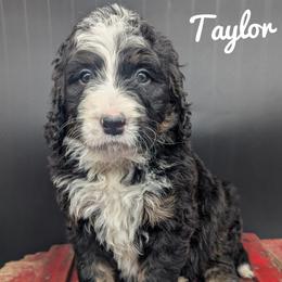 Taylor - Tri-color female Bernedoodle puppy in Lancaster, Minnesota from Richardville Hunde