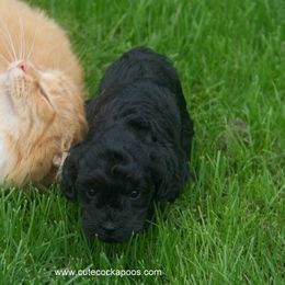 Cockapoo Puppies from Cute Cockapoos