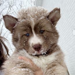 Sedona - Red and white female Siberian Husky puppy in Florence, Kentucky from Moonlight Howl Huskies