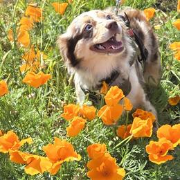 Miniature Australian Shepherds from Puddlestrueminiaussies