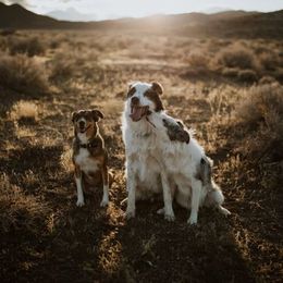Border Collie All Grown Up from Battle Born Borders