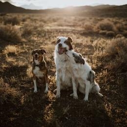 Border Collie All Grown Up from Battle Born Borders