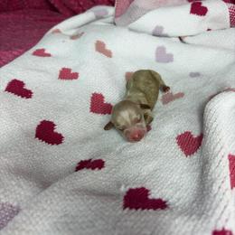 Paige - Cream female Dachshund puppy in Lake City, Florida from My Ditzy Doxies of Florida