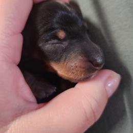 Shadow - Black and tan female Dachshund puppy in Cedarcreek, Missouri from Cedarcreek Dachshunds