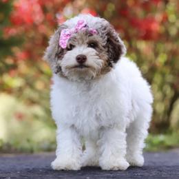 Valkyrie - Poodle
