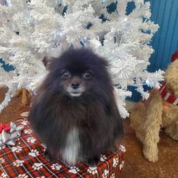 Willow - Pomeranian