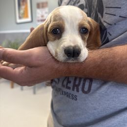 Fancy - Lemon and white female Basset Hound puppy in Brandon, Mississippi from Milton’s Bassets