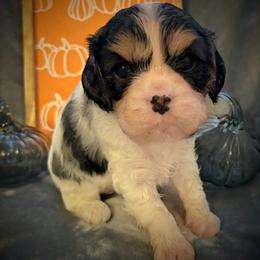Cavalier King Charles Spaniel Puppies from Krawczyk's House of Cavaliers