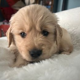 Golden Retriever Puppies from Chevaline Goldens