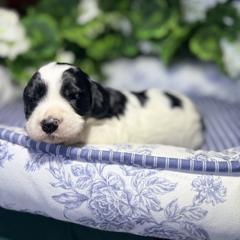 Reef - male Golden Mountain Doodle puppy in Cocoa, Florida from The Beach Doodles