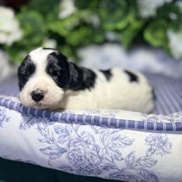 Reef - male Golden Mountain Doodle puppy in Cocoa, Florida from The Beach Doodles