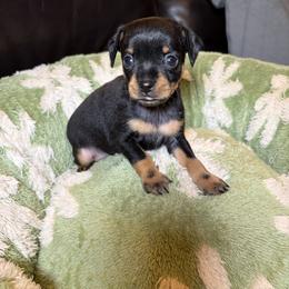 Coco - Brown and tan male Russian Toy puppy in Citrus Heights, California from Domik of love