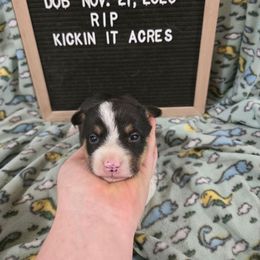 Rip - Black and tan male Pembroke Welsh Corgi puppy in Chariton, Iowa from Kickin It Acres BCs