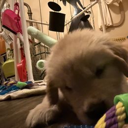 Boy 3 - male Golden Retriever puppy in Mullins, South Carolina from Rainyday Goldens