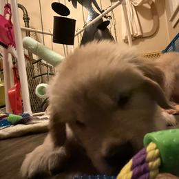 Boy 3 - male Golden Retriever puppy in Mullins, South Carolina from Rainyday Goldens
