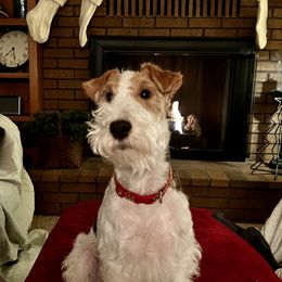 Poppy - Wire Fox Terrier