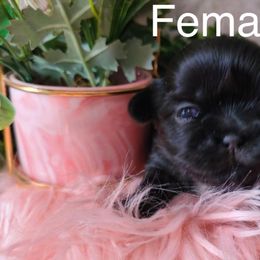 Shih Tzus from 🩷CHAFFINO ADORABLE SHIH TZUS