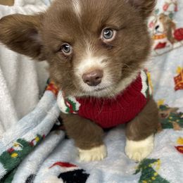 Jack Skellington - Liver and white male American Corgi puppy in Grants Pass, Oregon from KnR Antler Dogs
