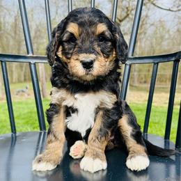 Black Cherry - Phantom female Pyredoodle puppy in Bowling Green, Ohio from FDF Pyredoodles & Bernedoodles