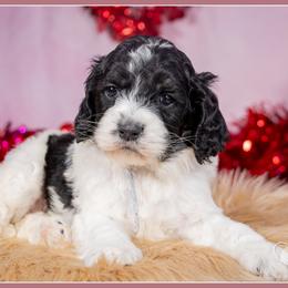 Zira - Black and white female Cockapoo puppy in Connersville, Indiana from Deaz Doodle Ranch