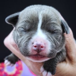 Fudge Stripe - Blue and white female Staffordshire Bull Terrier puppy in Dallas, Texas from Wild Blue Staffords
