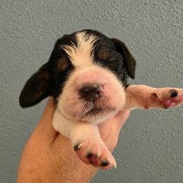 Coyote - Black white and tan male English Springer Spaniel puppy in Fort White, Florida from Thunderbird Springers