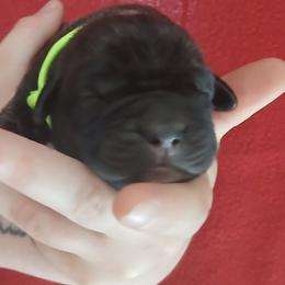 Green collar - Black brindle male Cane Corso puppy in Los Lunas, New Mexico from Top Gun Kennels NM